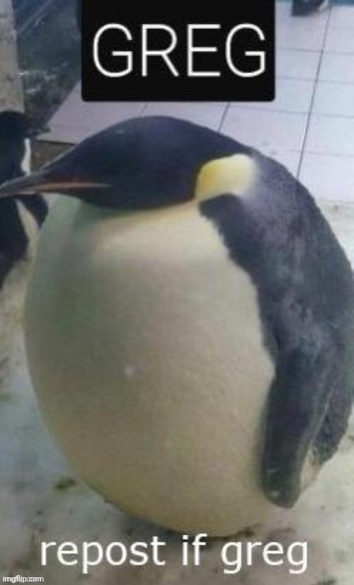 Repost if greg | image tagged in repost if greg,greg | made w/ Imgflip meme maker