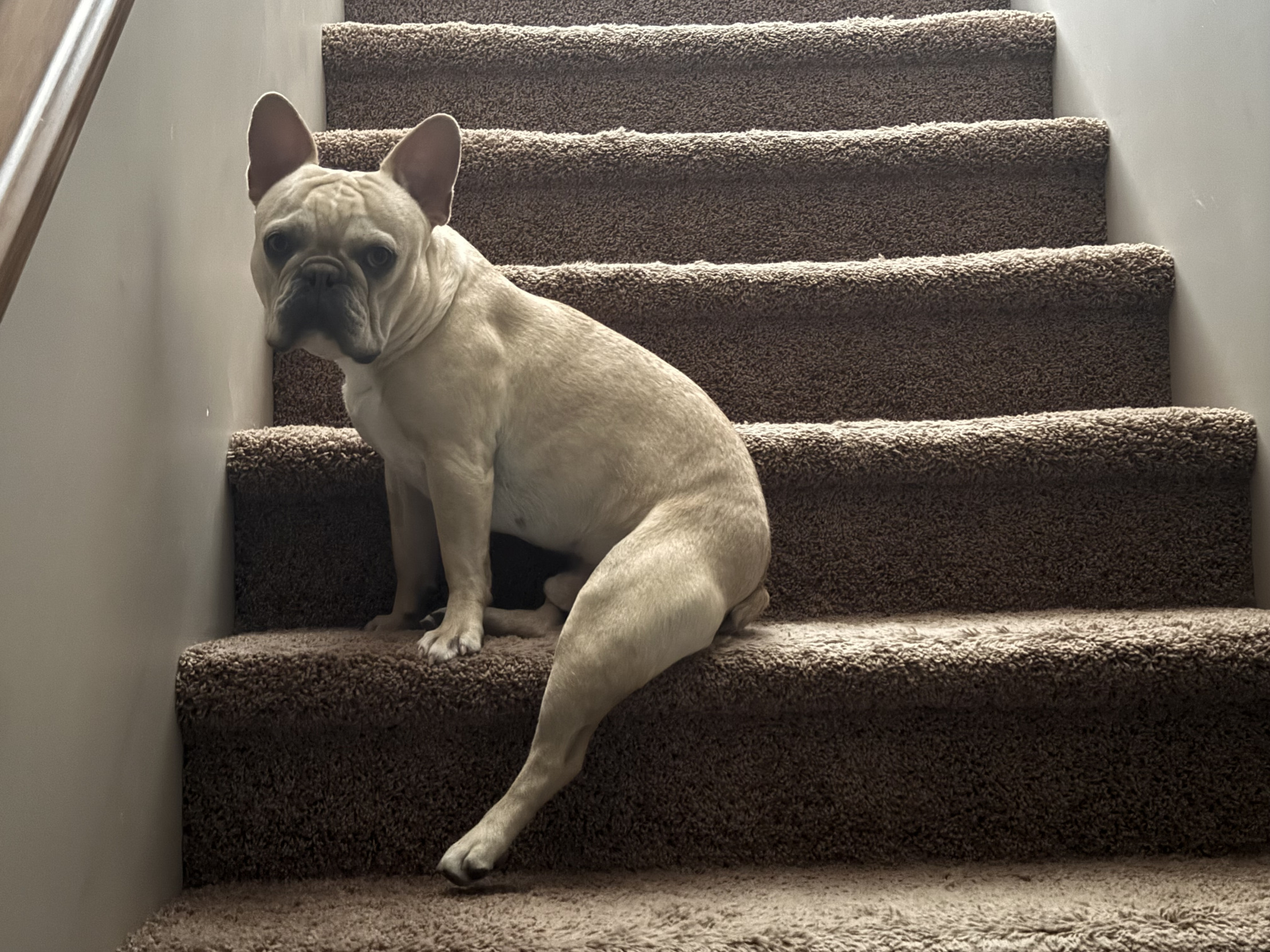 Butters the Frenchie Blank Meme Template