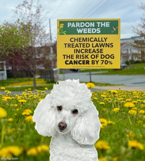 Don't poison dogs | image tagged in lawn,chemicals,dogs | made w/ Imgflip meme maker
