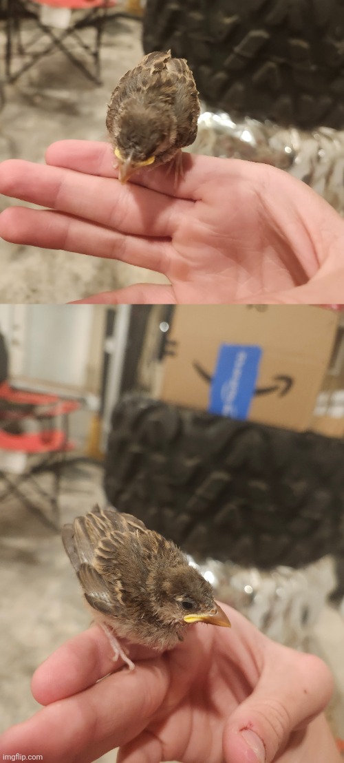 Little brother found this thing outside. Makes a lot of noise. | made w/ Imgflip meme maker