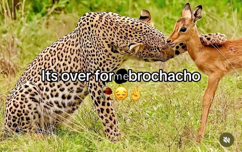 idrlabs says i am the big gay | me | image tagged in it over for you brochacho | made w/ Imgflip meme maker