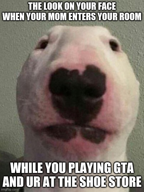 Nelson the Bull Terrier / Walter | THE LOOK ON YOUR FACE WHEN YOUR MOM ENTERS YOUR ROOM; WHILE YOU PLAYING GTA AND UR AT THE SHOE STORE | image tagged in nelson the bull terrier / walter | made w/ Imgflip meme maker