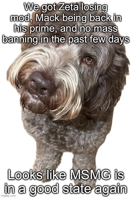 Norther's dog | We got Zeta losing mod, Mack being back in his prime, and no mass banning in the past few days; Looks like MSMG is in a good state again | image tagged in norther's dog | made w/ Imgflip meme maker