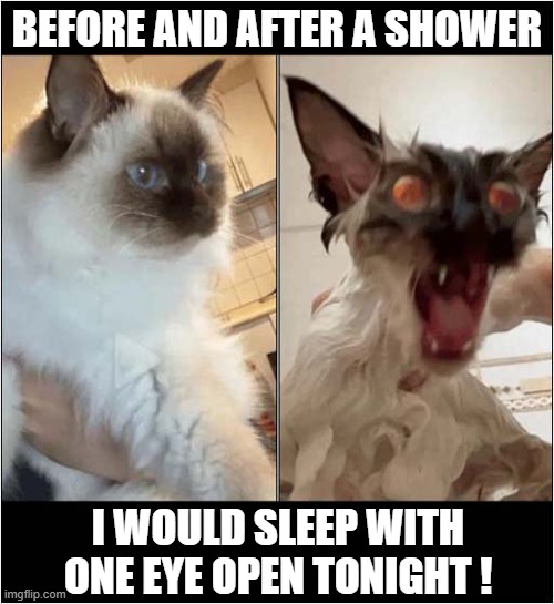 There May Be Trouble Ahead ... | BEFORE AND AFTER A SHOWER; I WOULD SLEEP WITH ONE EYE OPEN TONIGHT ! | image tagged in cats,shower,revenge | made w/ Imgflip meme maker