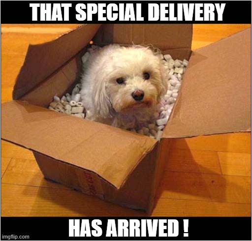 It's Here ! | THAT SPECIAL DELIVERY; HAS ARRIVED ! | image tagged in dogs,delivery,boxes | made w/ Imgflip meme maker