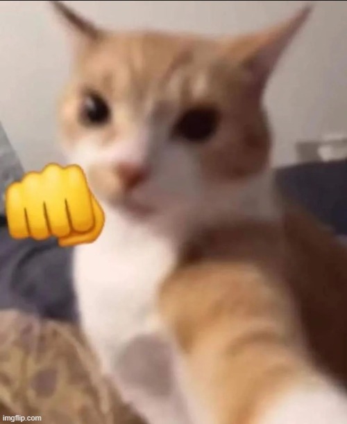 Punching cat | image tagged in punching cat | made w/ Imgflip meme maker