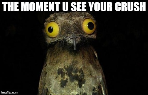 Weird Stuff I Do Potoo Meme | THE MOMENT U SEE YOUR CRUSH | image tagged in memes,weird stuff i do potoo | made w/ Imgflip meme maker