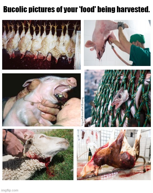 Humane Slaughter Does Not Exist | image tagged in vegan,ham,bacon,chicken,burger,cheese | made w/ Imgflip meme maker