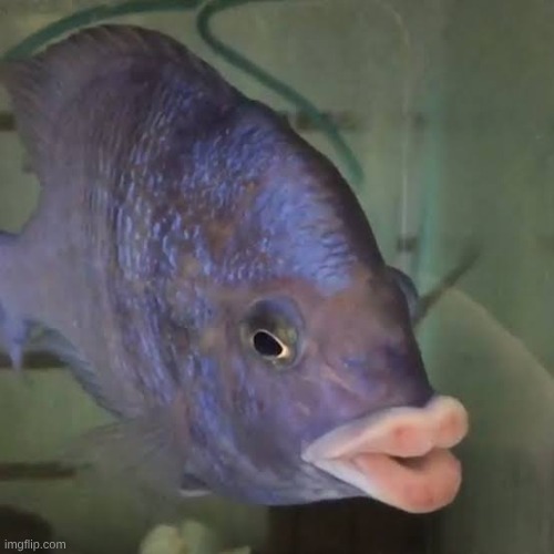 Fish Lips | image tagged in fish lips | made w/ Imgflip meme maker