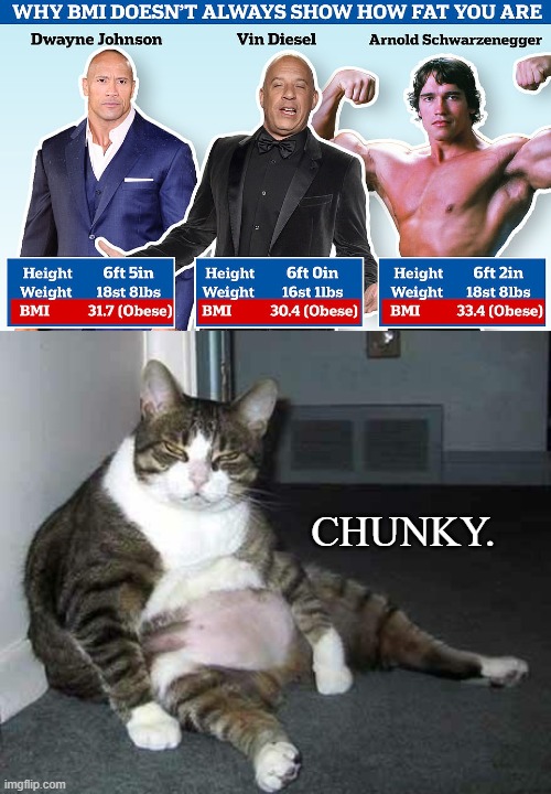 chunky kittens | CHUNKY. | image tagged in fat cat | made w/ Imgflip meme maker