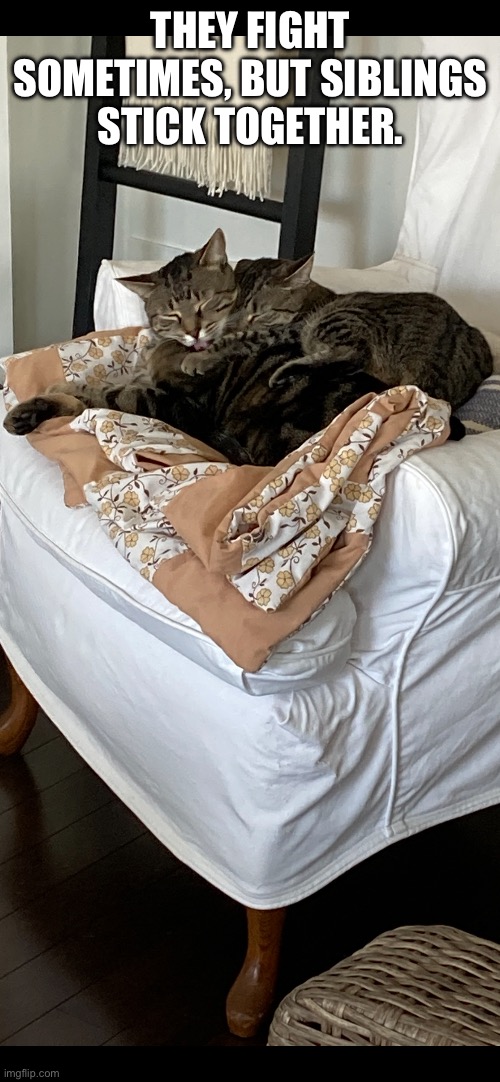 They Fight Sometimes, But Siblings Stick Together. | THEY FIGHT SOMETIMES, BUT SIBLINGS STICK TOGETHER. | image tagged in fun,memes,cats,cute cats,pets,siblings | made w/ Imgflip meme maker