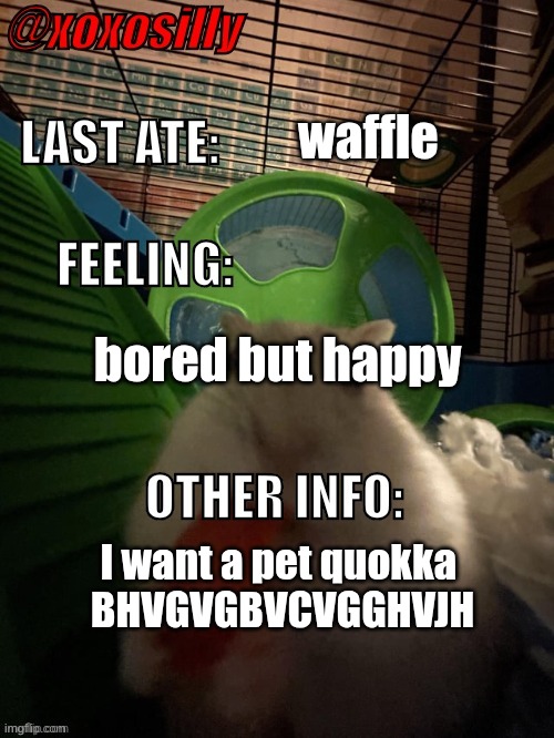 Sad yuk yuk | waffle; bored but happy; I want a pet quokka 
BHVGVGBVCVGGHVJH | image tagged in xoxosilly's announcement template | made w/ Imgflip meme maker
