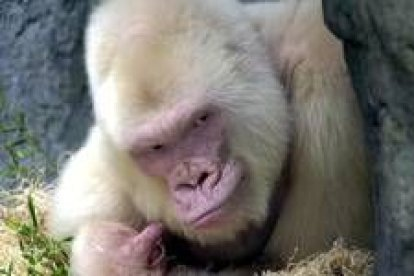 Swow flake gorilla Blank Meme Template