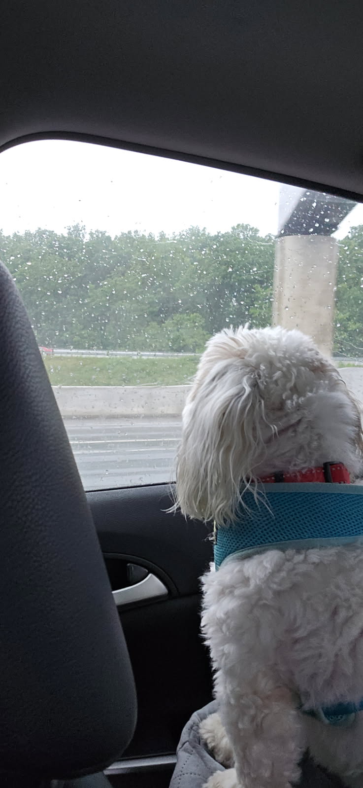 Dog looking out rainy window Blank Meme Template
