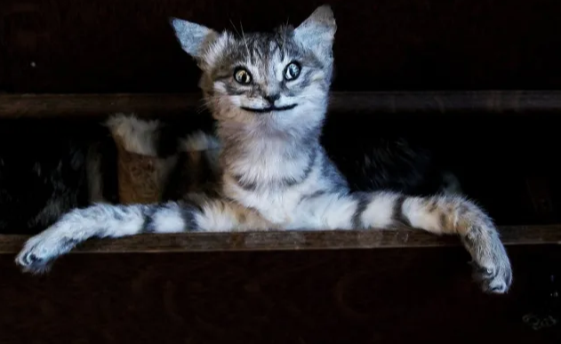 taxidermy cat Blank Meme Template