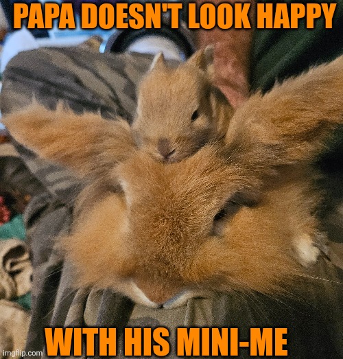 PAPA AND MINI PAPA | PAPA DOESN'T LOOK HAPPY; WITH HIS MINI-ME | image tagged in bunny,rabbit,bunnies,rabbits | made w/ Imgflip meme maker