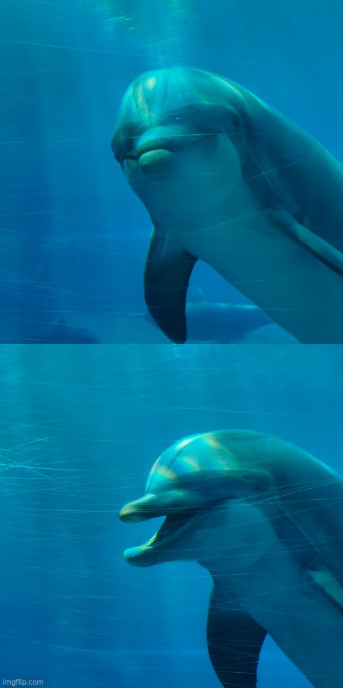 image tagged in dolphin | made w/ Imgflip meme maker