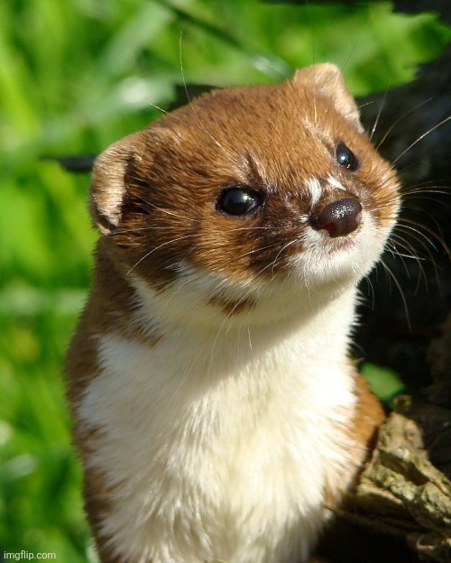 Weasel | image tagged in weasel | made w/ Imgflip meme maker