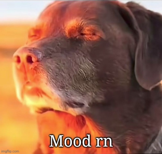 Mood rn | made w/ Imgflip meme maker