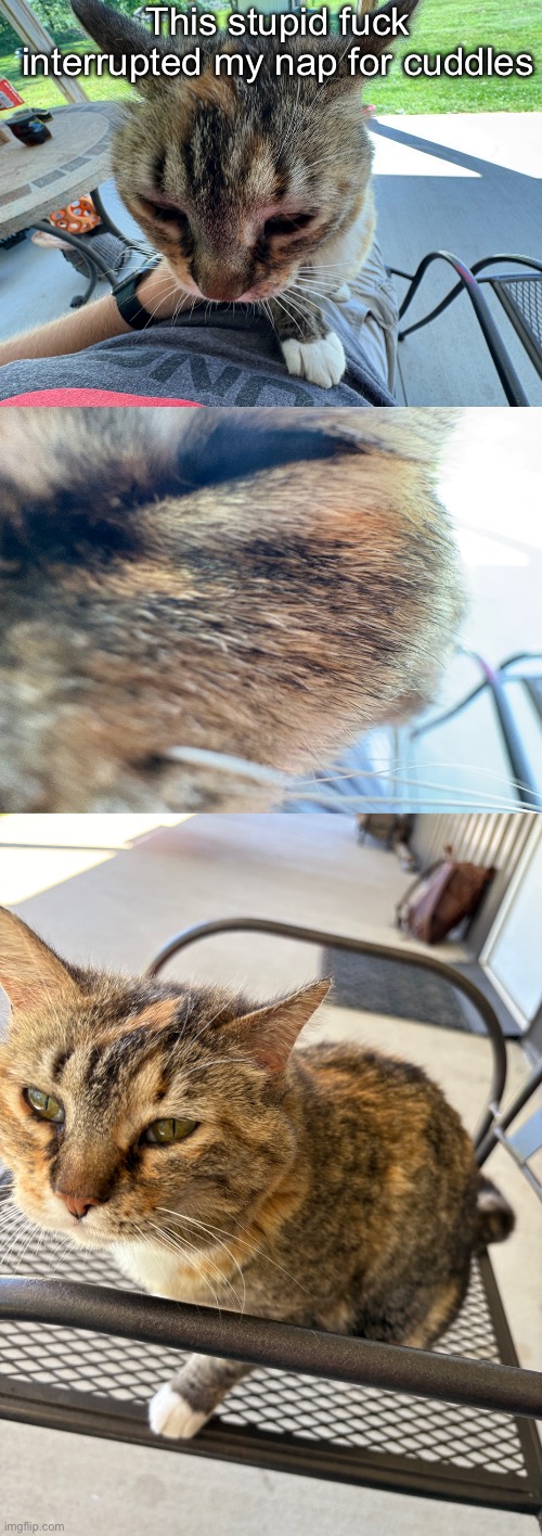 My car | This stupid fuck interrupted my nap for cuddles | made w/ Imgflip meme maker