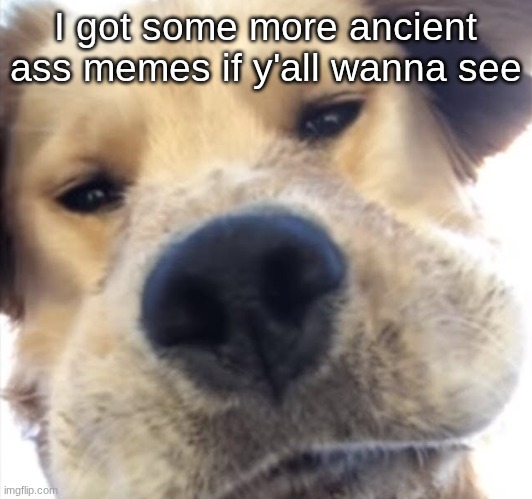 Doggo bruh | I got some more ancient ass memes if y'all wanna see | image tagged in doggo bruh | made w/ Imgflip meme maker