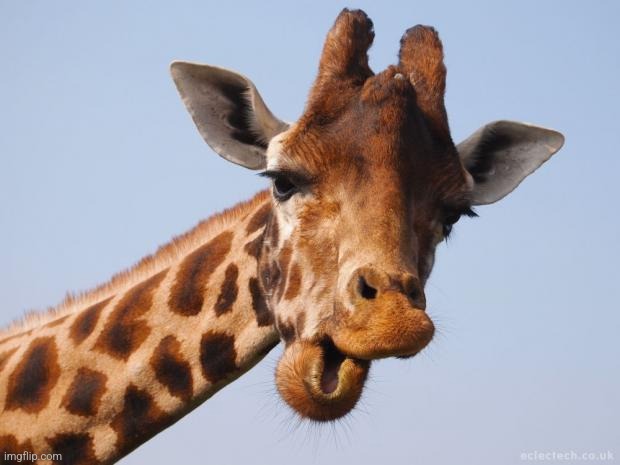 Comeback Giraffe | image tagged in comeback giraffe | made w/ Imgflip meme maker
