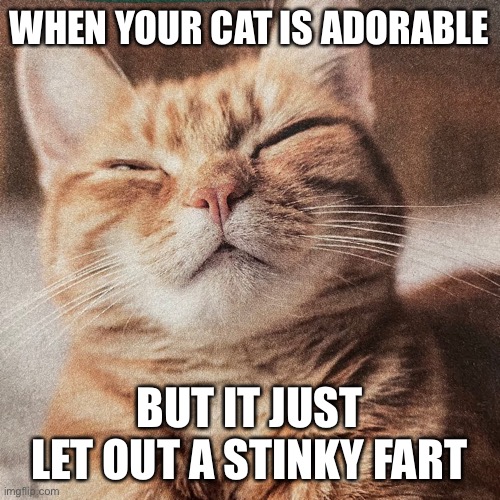 Smelly cat | WHEN YOUR CAT IS ADORABLE; BUT IT JUST LET OUT A STINKY FART | image tagged in smelly cat | made w/ Imgflip meme maker