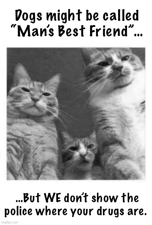 Dogs might be called “Man’s Best Friend”…; …But WE don’t show the police where your drugs are. | image tagged in cats,dogs,mans best friend,we dont snitch | made w/ Imgflip meme maker