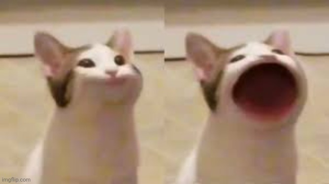 Pop Cat | image tagged in pop cat | made w/ Imgflip meme maker