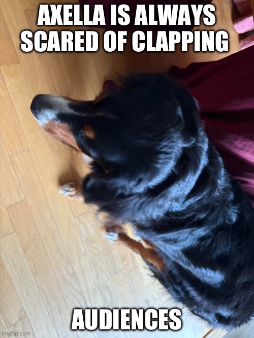 Axella Is Always Scared Of Clapping Audiences | AXELLA IS ALWAYS SCARED OF CLAPPING; AUDIENCES | image tagged in sensitive dogs,overly sensitive,dogs,bernese mountain dogs,behavior | made w/ Imgflip meme maker