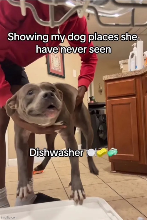Dishwasher | made w/ Imgflip meme maker