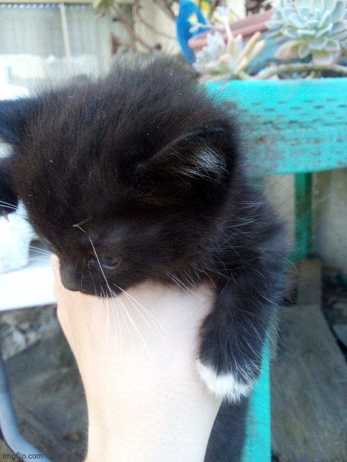 Random ahh kitten in my backyard | made w/ Imgflip meme maker