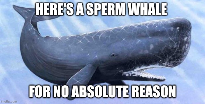 For you! | HERE'S A SPERM WHALE; FOR NO ABSOLUTE REASON | image tagged in sperm whale,memes,funny memes,whale,random,hi | made w/ Imgflip meme maker