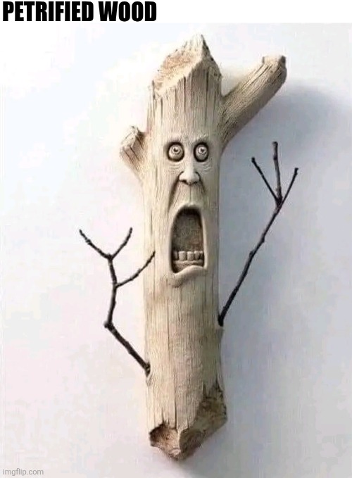 Petrified Wood | PETRIFIED WOOD | image tagged in chrisjoines1 | made w/ Imgflip meme maker