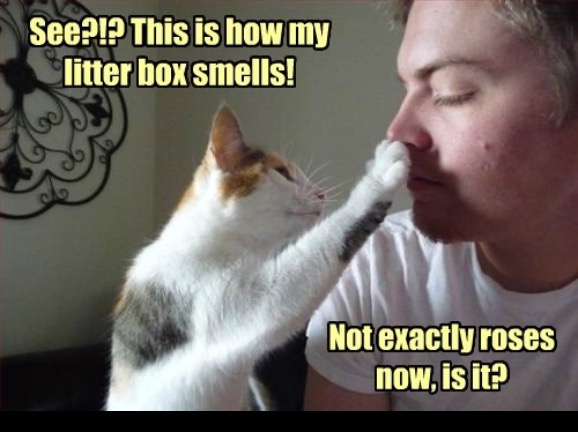 Mah Poop Box Stinks | image tagged in cats,funny cats,poop,stinky,roses,funny meme | made w/ Imgflip meme maker