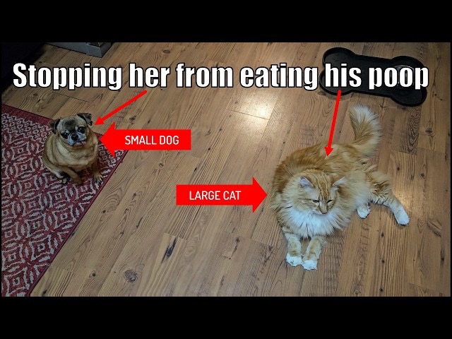 Another Poop Eater | image tagged in dogs,funny dog memes,poop,eating,funny memes,cats | made w/ Imgflip meme maker