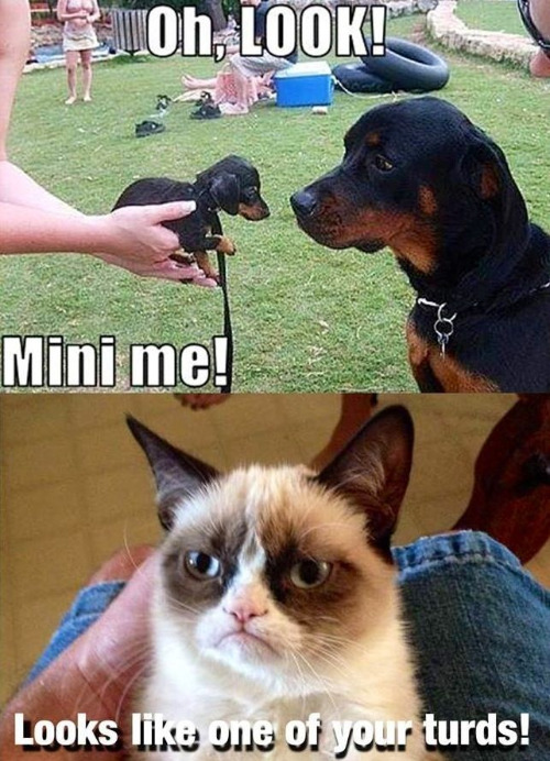 One Of Your Turds | image tagged in dogs,funny dogs,cats,funny cats,turds,grumpy cat | made w/ Imgflip meme maker