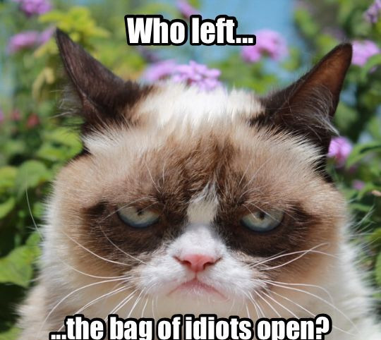Bag Of Idiots | image tagged in cats,funny cat memes,idiots,grumpy cat,grumpy cat insults,funny | made w/ Imgflip meme maker