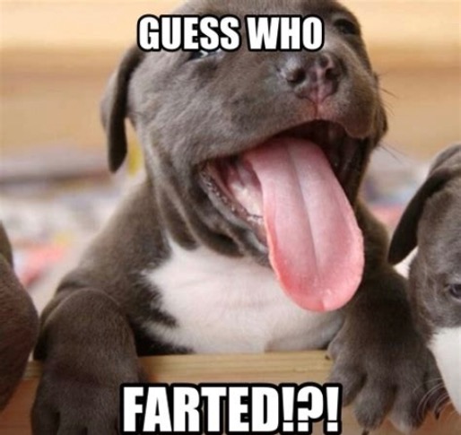 Guess Who? | image tagged in dogs,funny dog memes,farted,guess who,smiling dog,funny memes | made w/ Imgflip meme maker
