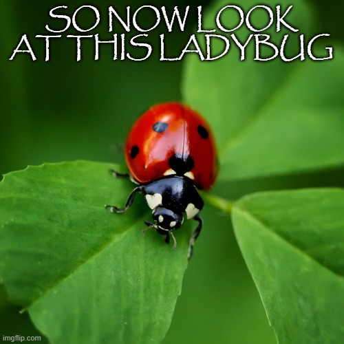 Ladybug | SO NOW LOOK AT THIS LADYBUG | image tagged in ladybug | made w/ Imgflip meme maker
