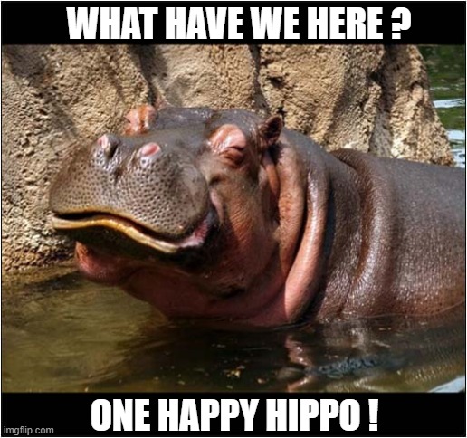 To Make You Smile | WHAT HAVE WE HERE ? ONE HAPPY HIPPO ! | image tagged in smile,hippo,hippopotamus | made w/ Imgflip meme maker
