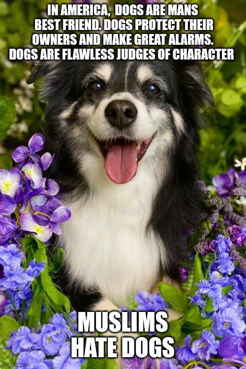 IN AMERICA,  DOGS ARE MANS  BEST FRIEND. DOGS PROTECT THEIR OWNERS AND MAKE GREAT ALARMS. DOGS ARE FLAWLESS JUDGES OF CHARACTER; MUSLIMS HATE DOGS | image tagged in funny memes | made w/ Imgflip meme maker