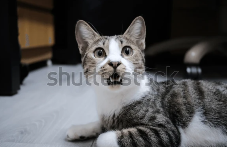 Cat surprise Blank Meme Template