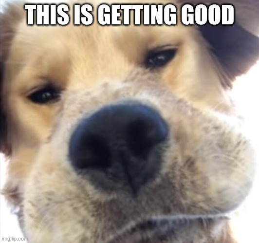 Doggo bruh | THIS IS GETTING GOOD | image tagged in doggo bruh | made w/ Imgflip meme maker