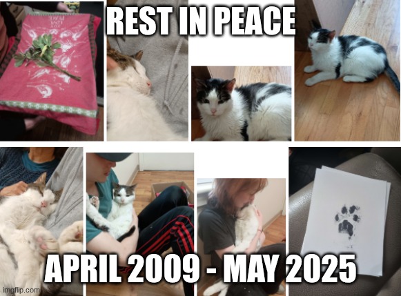 you were well loved | REST IN PEACE; APRIL 2009 - MAY 2025 | image tagged in sad,death,sad truth | made w/ Imgflip meme maker