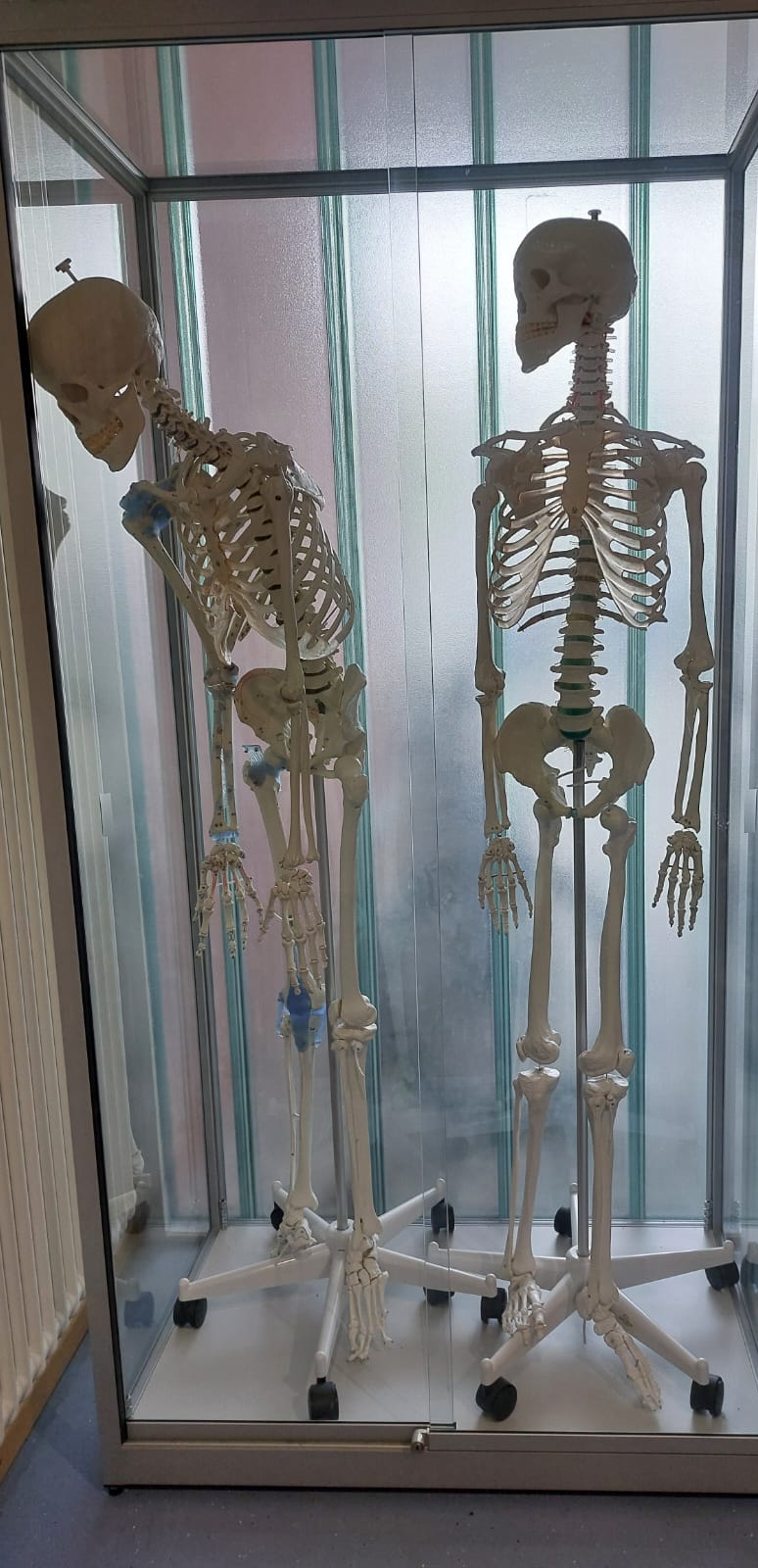 Skeleton down Blank Meme Template