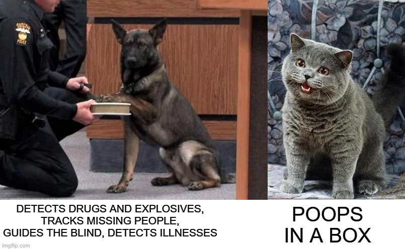 POOPS IN A BOX DETECTS DRUGS AND EXPLOSIVES, TRACKS MISSING PEOPLE, GUIDES THE BLIND, DETECTS ILLNESSES | image tagged in police dog,i can has cheezburger cat | made w/ Imgflip meme maker