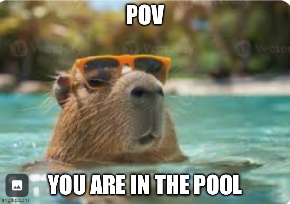 CAPYBARA | POV; YOU ARE IN THE POOL | image tagged in capybara | made w/ Imgflip meme maker