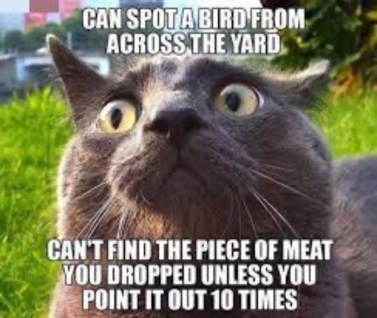 Yup That's Cats | image tagged in cats,funny cats,meat,bird,scumbag,duhhh dumbass | made w/ Imgflip meme maker