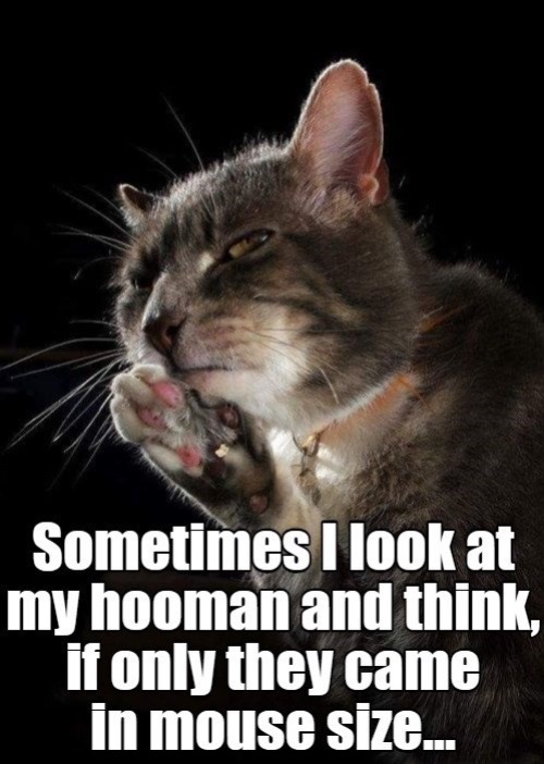 Mouse Sized Hooman | image tagged in cats,funny cat memes,mouse,human,contemplating,plot twist | made w/ Imgflip meme maker